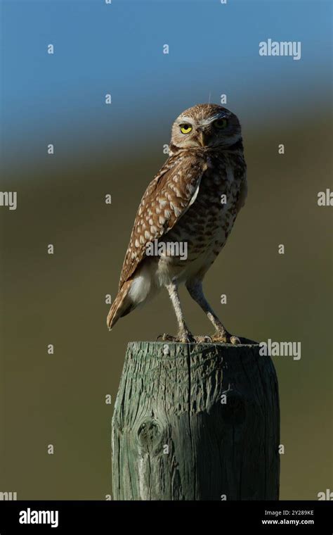 Burrowing Owl Athene Cunicularia Standing On Fence Post Shows Off Its