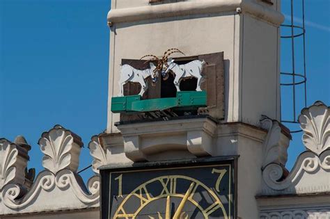 Pozna Skie Kozio Ki B D Si Tryka Dwa Razy Dziennie Pozna Eska Pl