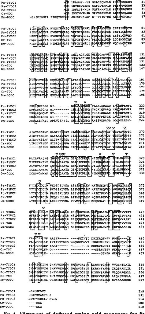 Figure 1 From Differential And Tissue Specific Expression Of A Gene