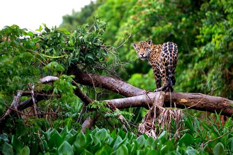 La Faune Et La Flore En Amazonie Amazonia Wild Experience