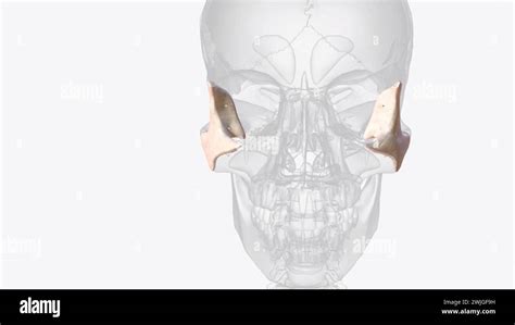 The Zygomatic Bone Or Zygoma Is A Paired Irregular Bone That Defines