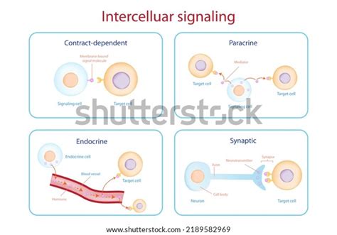 Cytokine Receptor Mechanism Involve Signal Transduction Between Cells