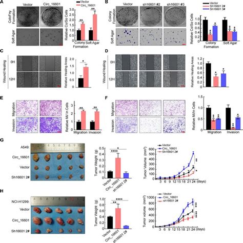 Circ Promotes Luad Cell Progression In Vitro And In Vivo A C