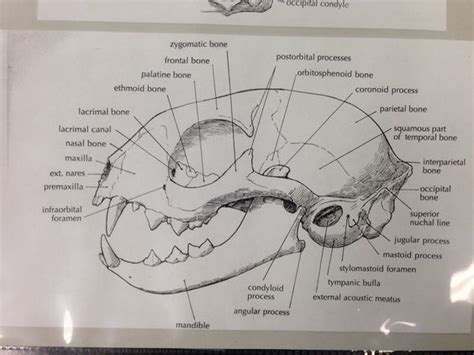 Ib Cat Skull Skeleton Diagram Quizlet