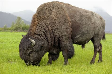 Captive Wood Bison Bull Grazing On Grasses At The Alaska Wildlife Conservation Center ...