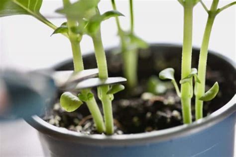 art  pinching plants  growth  flowering farmhouse blooms