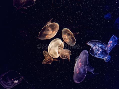 Colorful Glowing Jellyfish Underwater in Aquarium Stock Photo - Image ...