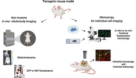 Different optical imaging techniques for in vivo imaging. | Download Scientific Diagram