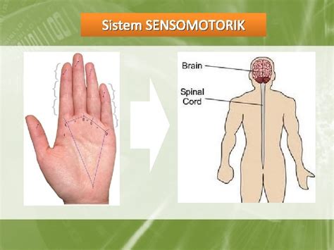 FINGERPRINT ANALYSIS Bahasan Pengenalan Sidik Jari Pengertian Sidik