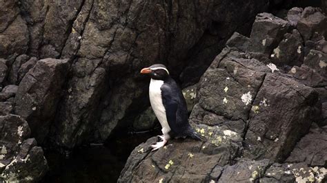 Fiordland Penguin: Eudyptes pachyrhynchus