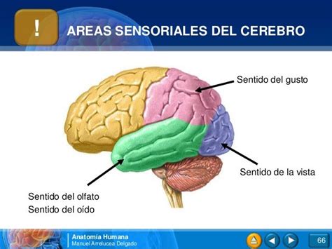 05 Sistema Sensorial