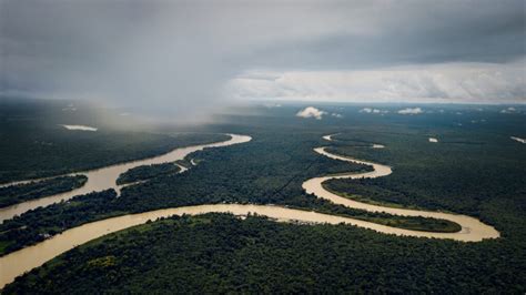 Beneficios De Los Manglares Colombia Verde