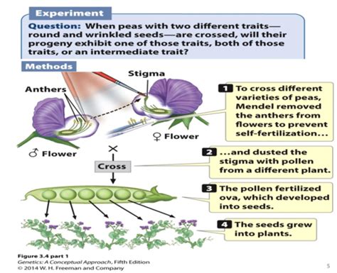 Basic Principles Of Heredity Flashcards Quizlet