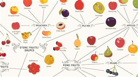 Infographic Over 300 Fruits On One Mouthwatering Map