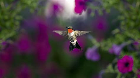 Hummingbird Wallpapers Desktop Wallpapersafari