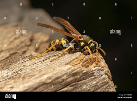 Polistes Wasps Hi Res Stock Photography And Images Alamy