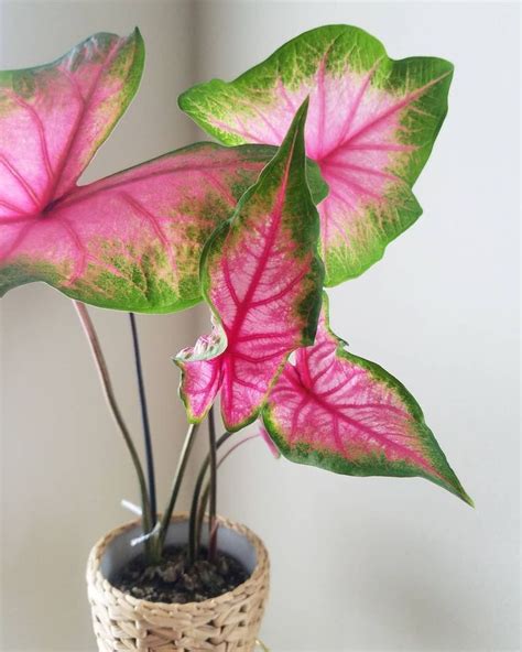 Pink Caladium Succulents Garden Garden Plants Potted Plants Planting