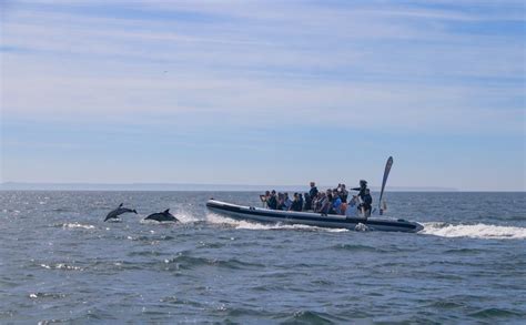 Lisbon Dolphin Watching Boat Tour