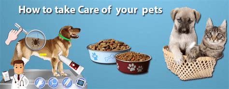 How to take care of pets? Everything you need to know.