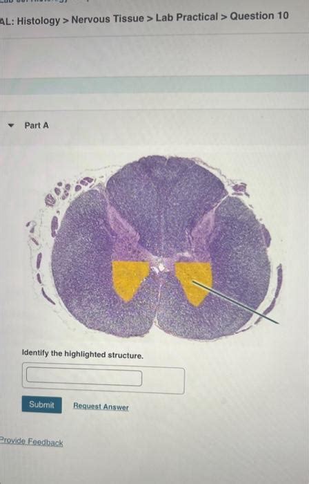 Solved Al Histology Nervous Tissue Lab Practical Chegg