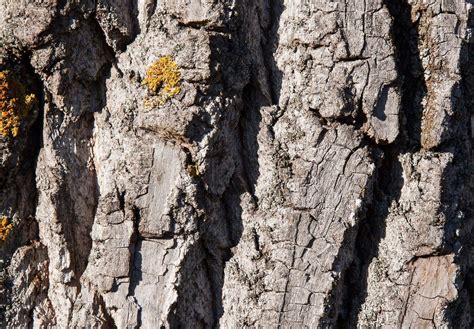 Pine vs Poplar: Exploring The Differences - The Forestry Pros