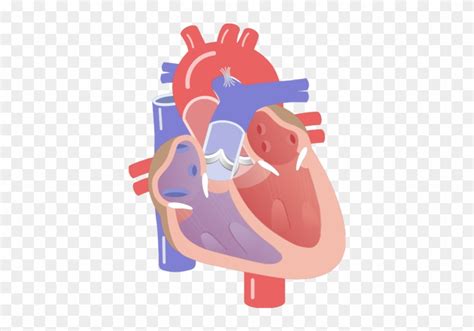 Movement Of The Heart Valves Animation Slide - Cardiac Conduction System Unlabeled - Free ...