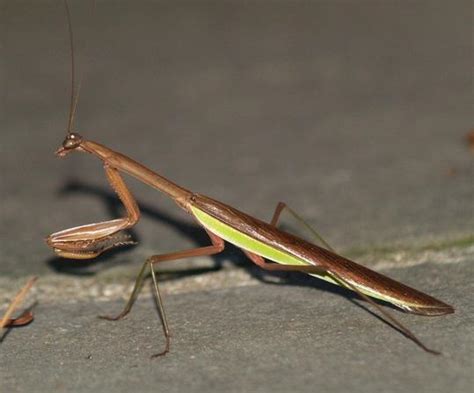 Chinese Mantis Facts, Description, and Pictures