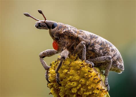 Curculionidae - Beetles - Macroclub.org