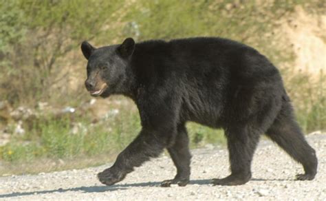 Actualizar Images Oso Negro En Coahuila Viaterra Mx