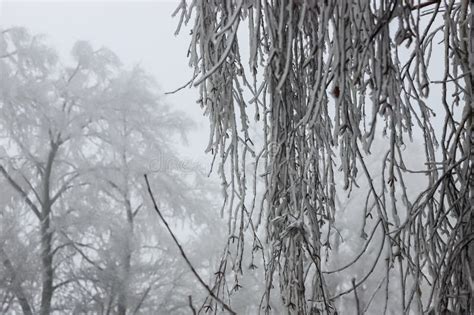 Branches Covered With Ice After Freezing Rain Sparkling Ice Covered