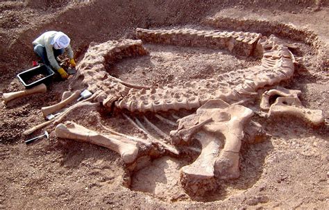 Dinosaures Vincent paléontologue a déterré des longs cous de 30