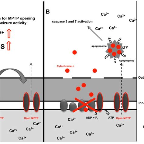 Mitochondrial Permeability Transition Pore Mptp Opening Simplified