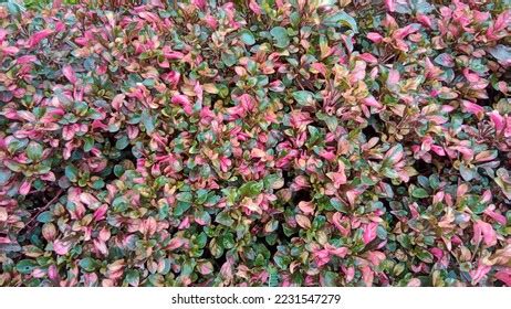 Beautiful Alternanthera Ficoidea Red Growing Yard Stock Photo