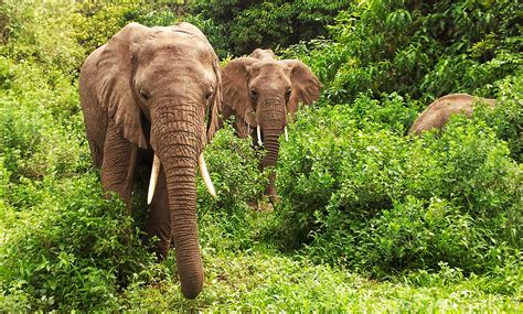 Jakie Zwierz Ta Zobaczysz Na Safari W Kenii I Tanzanii Szpilkiwplecaku Pl