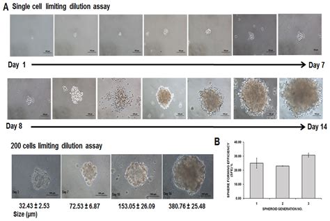 Phenotypic And MicroRNA Transcriptomic Profiling Of The MDA MB 231