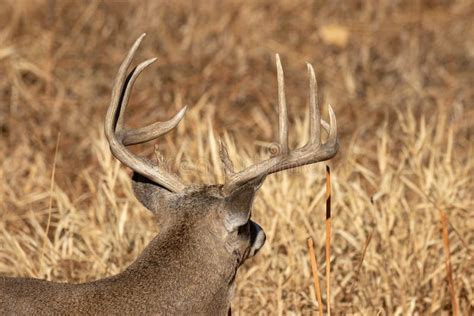 Buck Whitetail Deer in Autumn Stock Photo - Image of wildlife, whitetail: 172583620