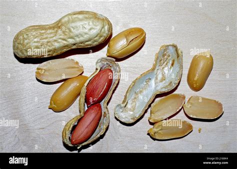 Peanuts Arachis Hypogaea Stock Photo Alamy