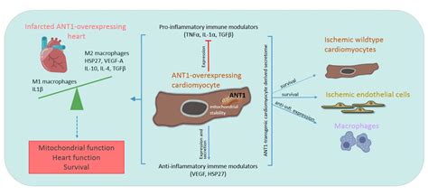 Cells Free Full Text Adenine Nucleotide Translocase 1 Expression