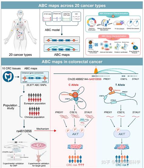 Nat Commun｜武汉大学团队在全基因组范围内绘制出人类肿瘤的“增强子元件 目标基因”精准映射调控图谱并揭示其潜在作用机 知乎