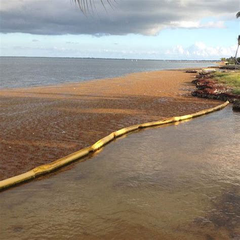 Floating Seaweed Barrier Protects Beaches From Seaweed