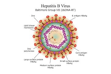 Stages of Hepatitis B infection. The five stages of Hepatitis B… | by ...