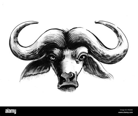 Buffalo Animal Drawing