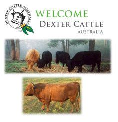 Dexter Cattle Australia Inc Sheep