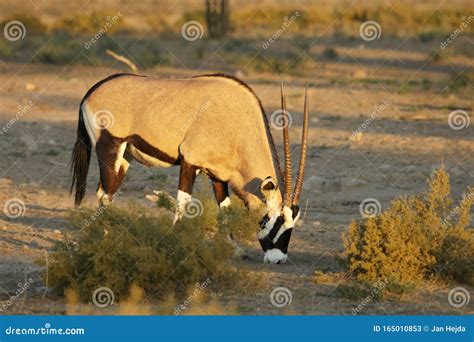 Gemsbok Oryx Gazela Feeding On The Green Grass Stock Image Image Of