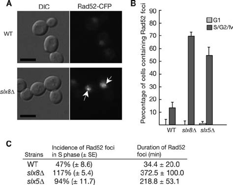 The Incidence And Duration Of Rad Foci Are Increased In Slx And