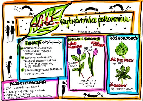 Klasa Biologia Li Wytw Rnia Pokarmu Karta Pracy Kolorowa