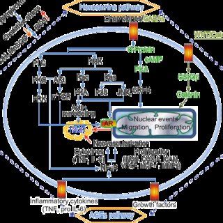 Hyperglycemia Induced Biochemical Pathways Contributing To DR