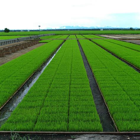 Sekinchan Paddy Fields All You Need To Know Before You Go