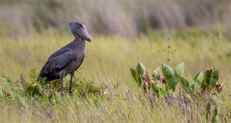 Birding In Uganda Top Iba S Checklist Mamaland Safaris