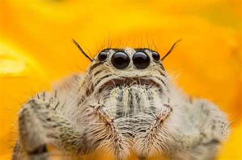 Do Wolf Spiders Bite? Treat of a Wolf Spider Bite - Spiders Perfect Guide